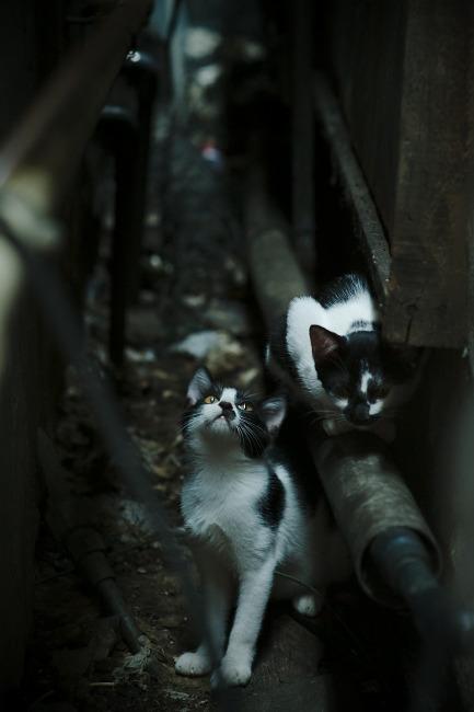 随机电竞主播签约潮，行业名流不断涌现，电竞签约艺人