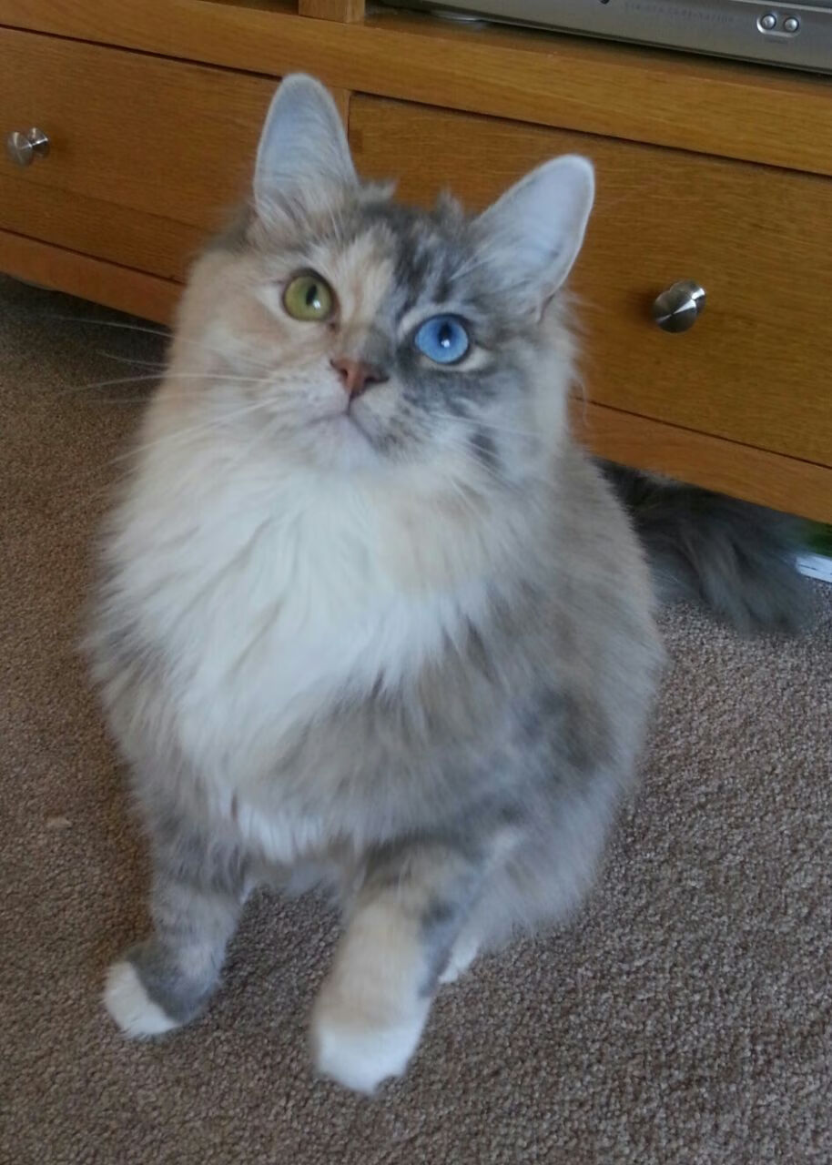 随机篮球裁判员培训纳入最新执法规则，篮球裁判员培训纳入最新执法规则是什么