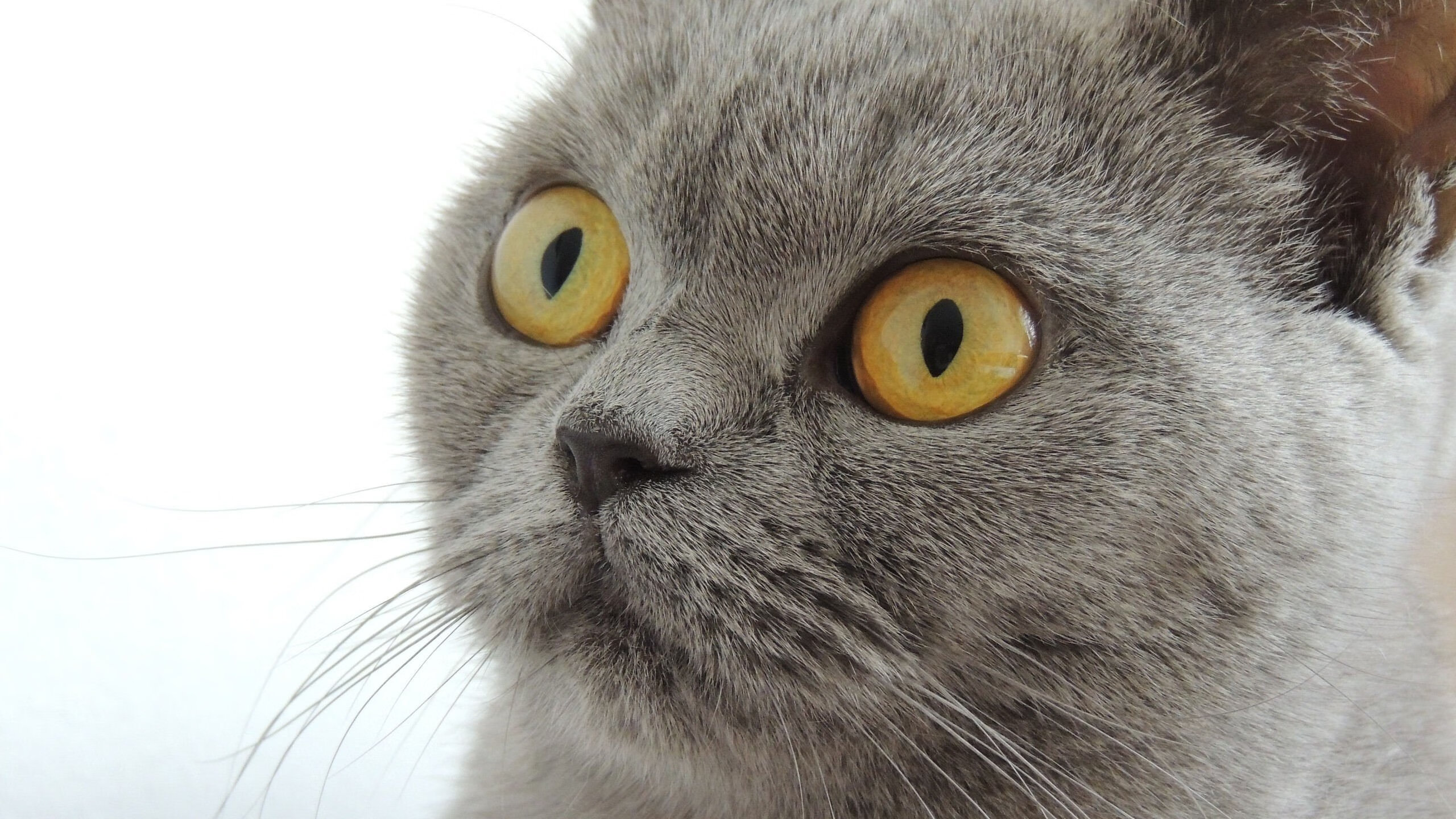 随机逆风局：经理智谋扭转局势，逆风局也是尽力局什么意思