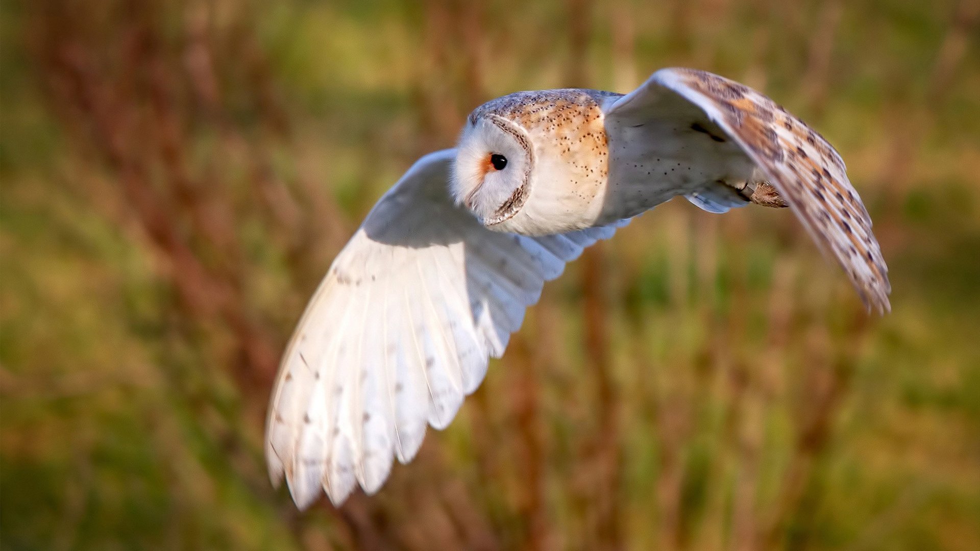 随机FPX辅助选手在赛后采访中详解胜利关键，fpx的辅助