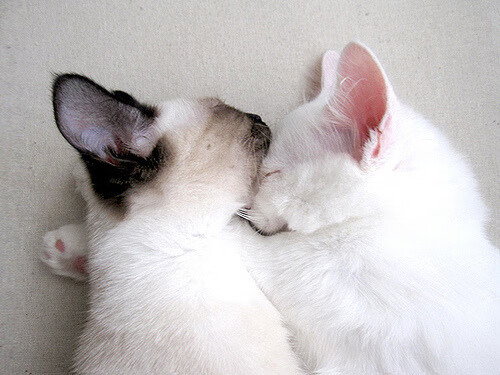 随机克罗地亚力克对手，晋级形势一片光明，克罗地亚实力强吗