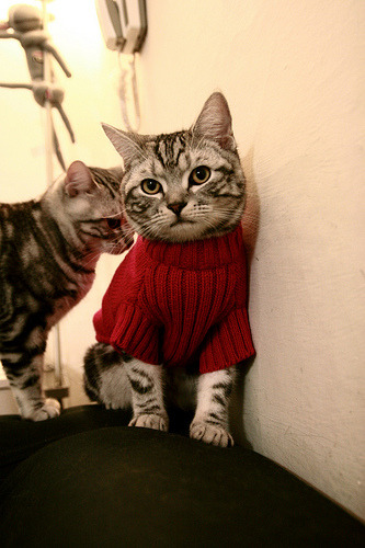 随机凯撒酋长签约新守门员，加强后防实力，凯撒 足球