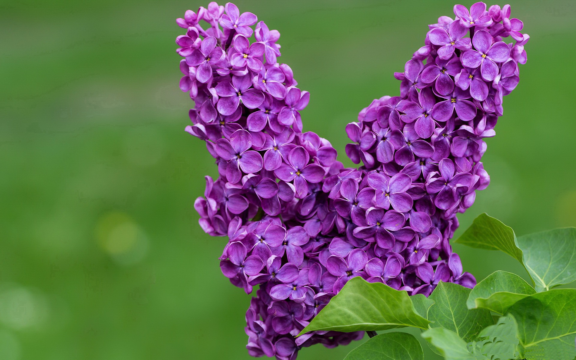 随机热刺防守严密，白百合争取欧战席位，热刺绰号白百合