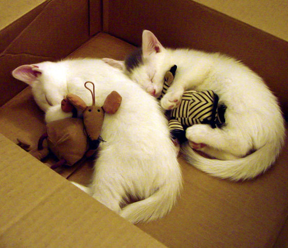 随机石油人球员配合默契提升，石油人什么意思