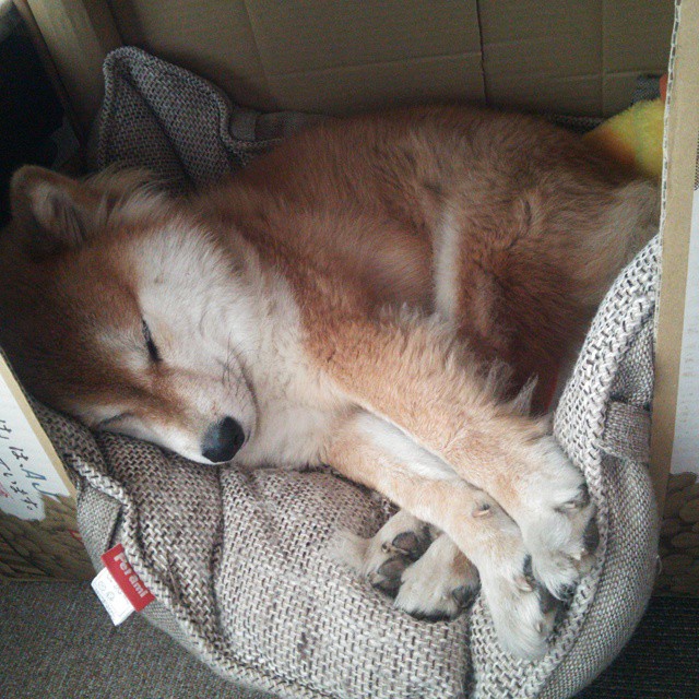 豪门球队在锦标赛中大放异彩,取得辉煌胜利,豪门球员