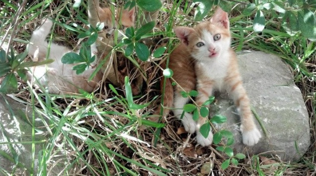爱游戏体育平台-CBA球员技能挑战赛设置分组奖励鼓励全面发展，cba技巧挑战赛2021