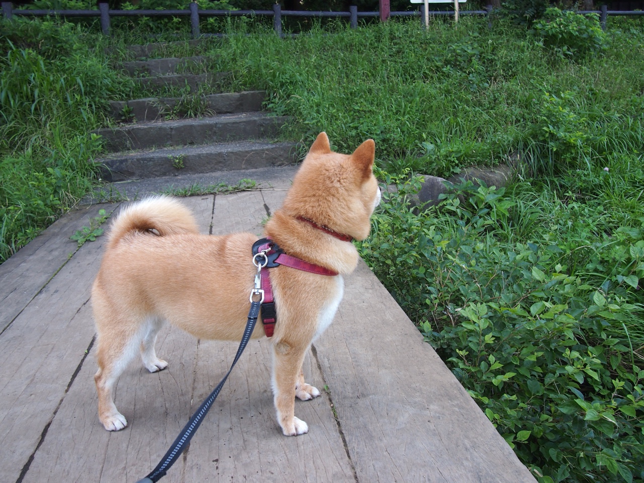 爱游戏app-国家队热身赛尝试全新首发阵容提升阵型灵活性，国家队奥运热身赛