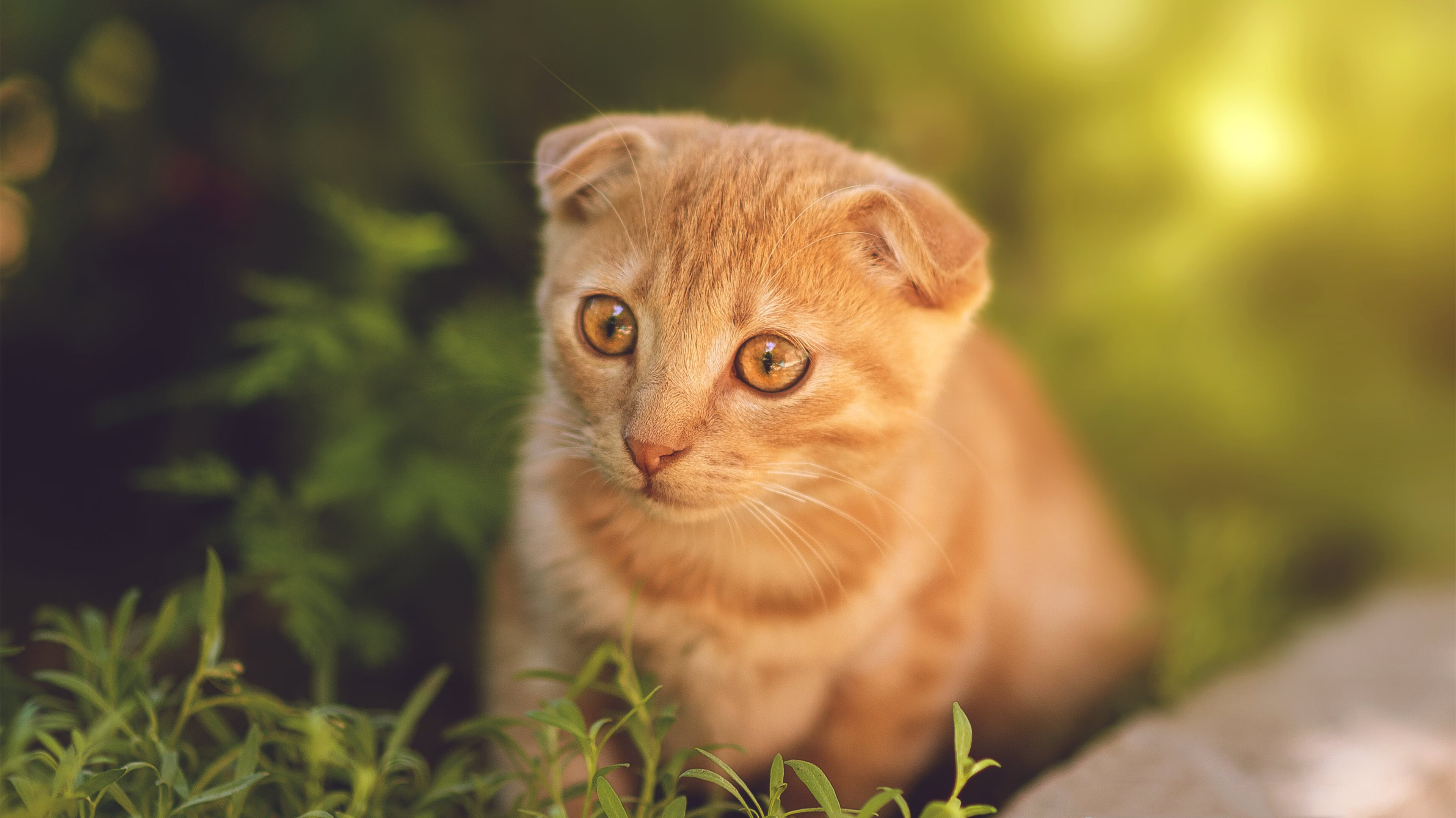 爱游戏娱乐网址-新西兰橄榄球赛事吸引全球关注，市场潜力无限，新西兰橄榄球队访问南非