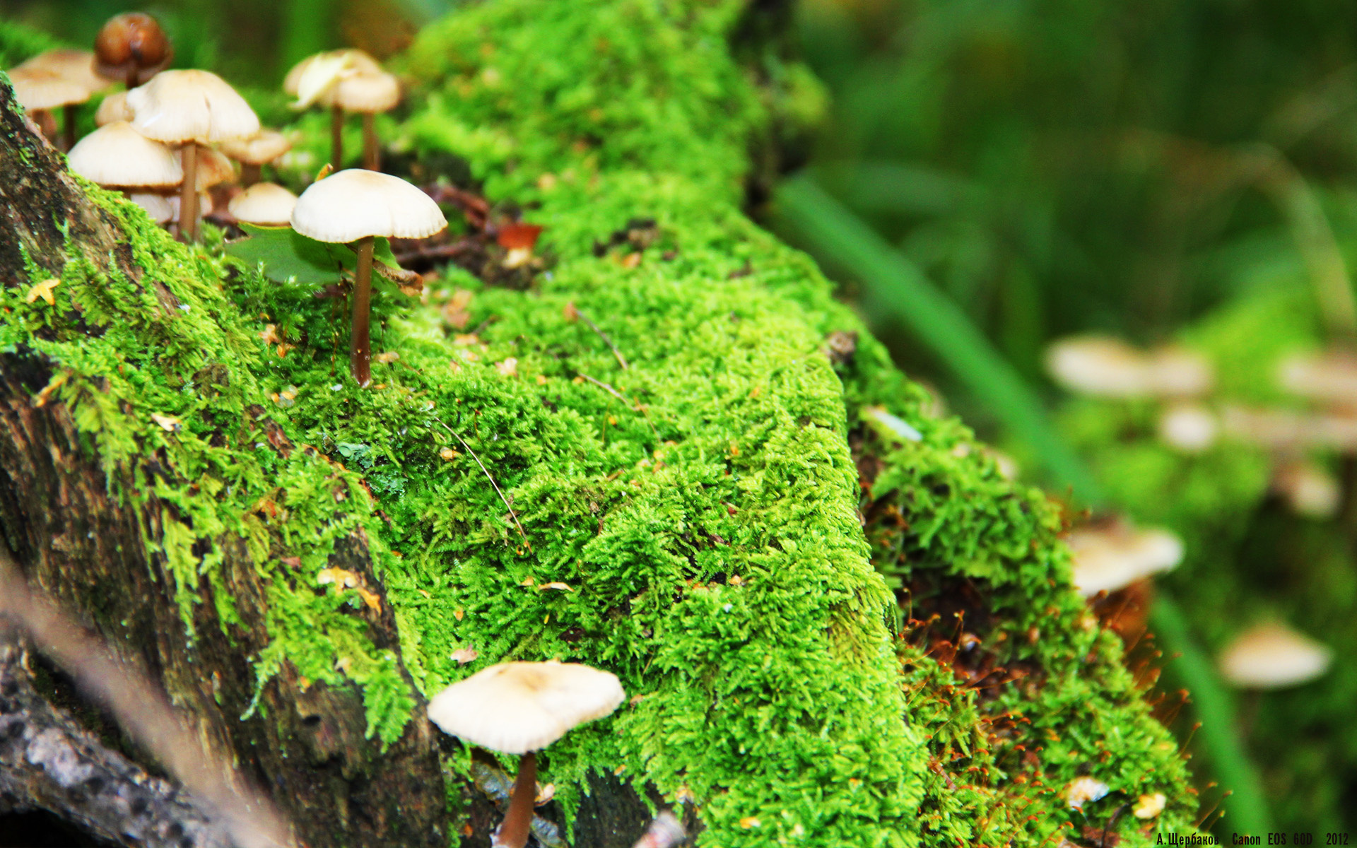 爱游戏综合娱乐-特斯·冯·迪克：以全能中场的身份，帮助南非队打破对方防线，冯斯特拉克 双子