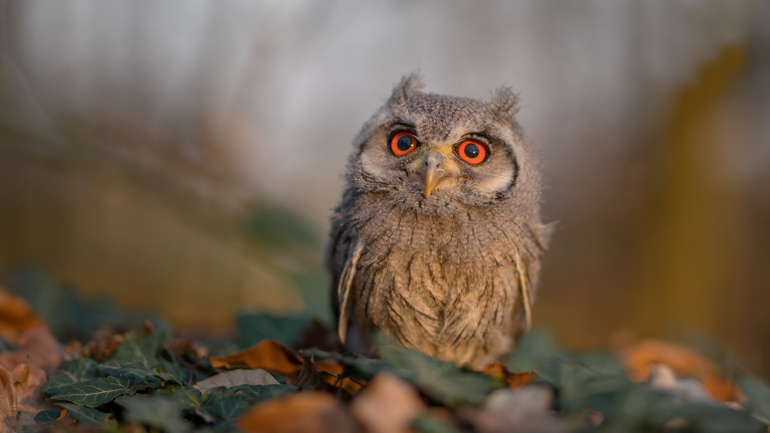 职业联赛设立新人培养计划助力青年球员成长,进入职业联赛需要什么条件